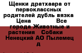 Щенки дратхаара от первоклассных  родителей(дубль вязка) › Цена ­ 22 000 - Все города Животные и растения » Собаки   . Ненецкий АО,Пылемец д.